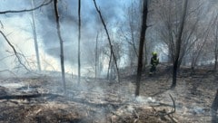 Auch ein angrenzender Wald war bedroht. 