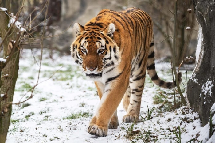 Für die Semesterferien hat sich der Zoo Schmiding in Krenglbach etwas Besonderes einfallen ...