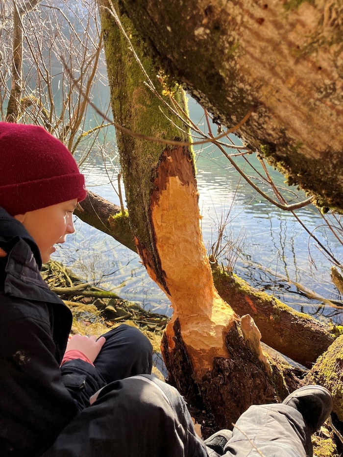 In Weyer dreht sich alles um den Biber. Auf einer spannenden Schnitzeljagd entlang der Enns und ...