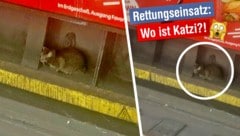 Die Katze versteckte sich schließlich neben den Gleisen, die Wiener Linien berichteten über den ...