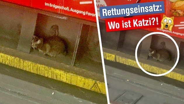 Die Katze versteckte sich schließlich neben den Gleisen, die Wiener Linien berichteten über den ...