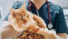 Sie sind die Lieblinge unter den Haustieren der Österreicher: Samtpfoten. Eine großangelegte ...