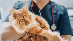 Sie sind die Lieblinge unter den Haustieren der Österreicher: Samtpfoten. Eine großangelegte ...