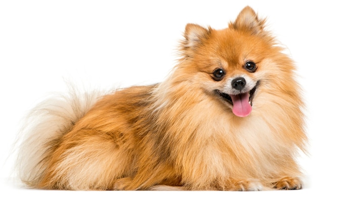 Der Pommeraner oder auch Zwergspitz ist extrem beliebt. Doch die Zucht auf winzige Statur ...