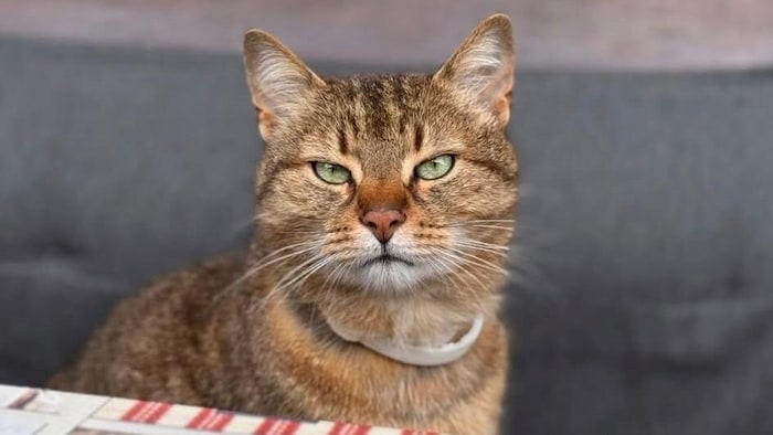 Wer hat Woody gesehen?