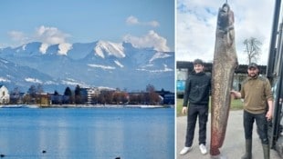Hängt am Haken: Der Riesenwels aus dem Bodensee (im Bild rechts).