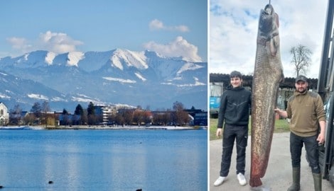 Hängt am Haken: Der Riesenwels aus dem Bodensee (im Bild rechts).