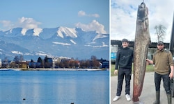 Hängt am Haken: Der Riesenwels aus dem Bodensee (im Bild rechts).