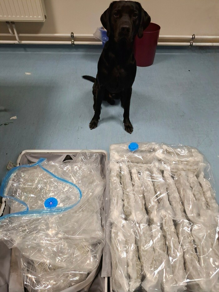 Der vierbeinige Fahnder interessierte sich rasch für das Gepäck des 24-jährigen französischen ...