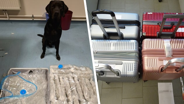 Bei Gepäckkontrollen auf dem Flughafen Wien in Schwechat hat Diensthund „Jerry“ am Mittwoch ein ...