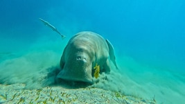 Beeindruckendes Naturschauspiel eines sanften Riesen: Eine Seekuh (Dugong) schwimmt in der Marsa ...