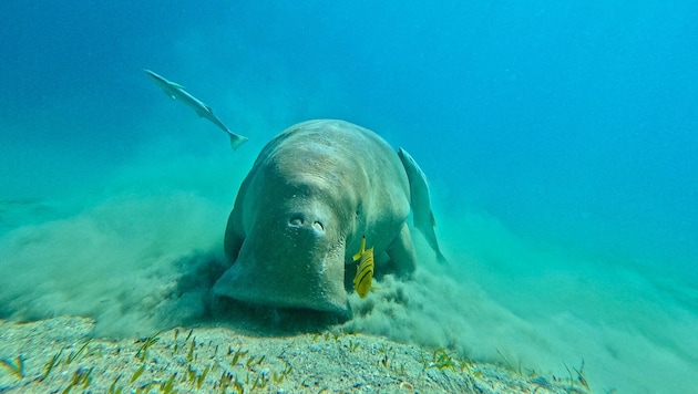 Beeindruckendes Naturschauspiel eines sanften Riesen: Eine Seekuh (Dugong) schwimmt in der Marsa ...
