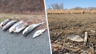 1000 Fische sind im Winter unter der Eisdecke erstickt.  Mit Trockenheit hat die Lobau schon ...
