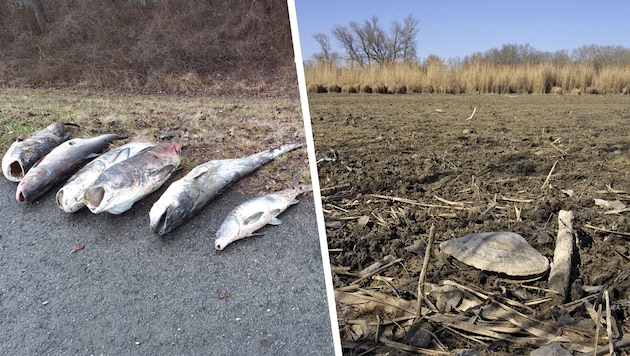 Immer mehr tote Fische säumen die Ufer der Donau, Die Lobau trocknet aus.