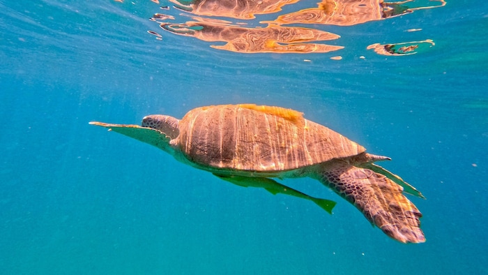„Treffen“ mit einer Meeresschildkröte beim gemeinsamen Schnorchelausflug im Roten Meer.