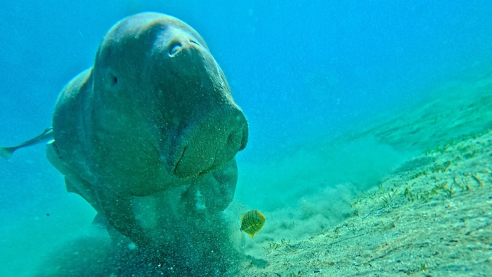 Sanft bahnt sich die Seekuh ihren Weg über die Seegraswiesen des Roten Meeres.