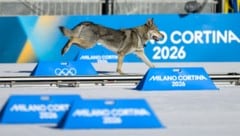 Der tschechoslowakische Wolfshund Nazgul sorgte für weltweite Schlagzeilen