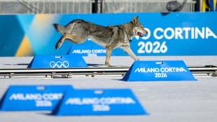 Der tschechoslowakische Wolfshund Nazgul sorgte für weltweite Schlagzeilen