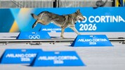 Der tschechoslowakische Wolfshund Nazgul sorgte für weltweite Schlagzeilen