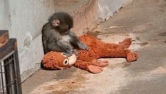 Dieser Stofftier-Orang-Utan findet nicht nur bei Menschenkindern Anklang – den ...