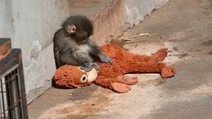 Dieser Stofftier-Orang-Utan findet nicht nur bei Menschenkindern Anklang – den ...