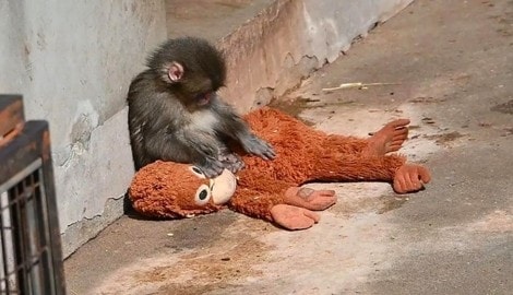 Dieser Stofftier-Orang-Utan findet nicht nur bei Menschenkindern Anklang – den ...