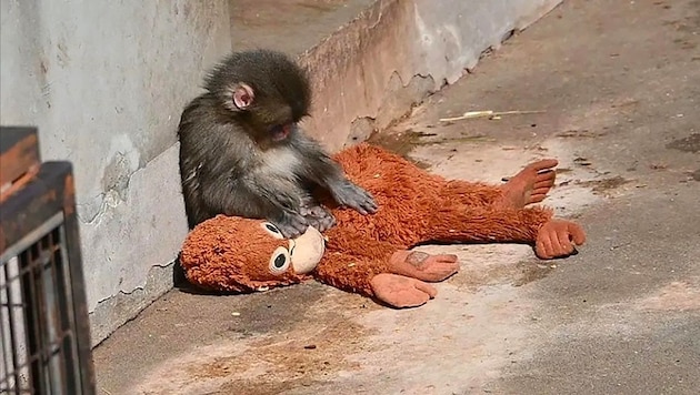 Makakenbaby „Punch“ mit seinem Mutterersatz – Bilder, die viele bewegen.