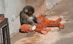 Makakenbaby „Punch“ mit seinem Mutterersatz – Bilder, die viele bewegen.