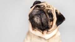 Der Mops steht stellvertretend für das sogenannte Brachycephale Obstruktive Atemwegssyndrom, ...