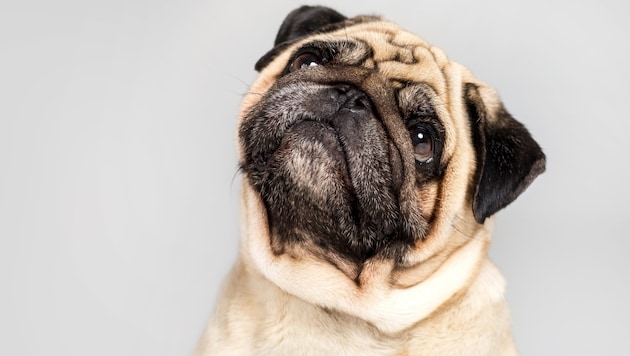 Der Mops steht stellvertretend für das sogenannte Brachycephale Obstruktive Atemwegssyndrom, ...