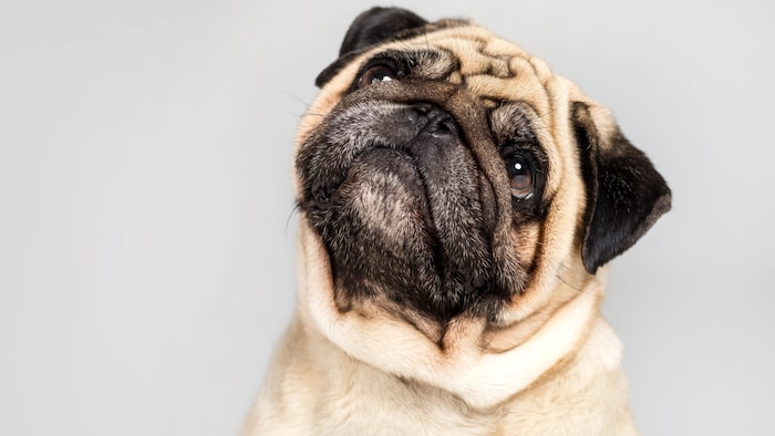 Zu den häufigsten Gesundheitsproblemen beim Mops gehören ständige Atemnot, Probleme an Augen und ...