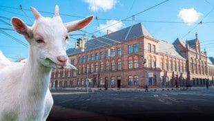 Favoritner kam mit seinem „Haustier“ aufs Amt.