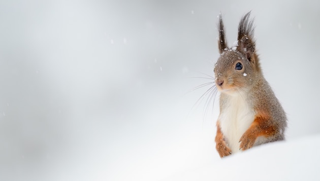 Dieser Winter kann für viele Tiere zur Überlebensprüfung werden.