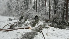 Rund 30 Fichten müssen entlang der B50 derzeit entfernt werden.