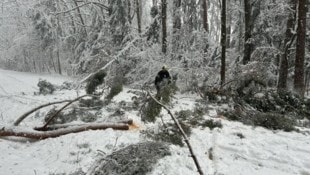 Rund 30 Fichten müssen entlang der B50 derzeit entfernt werden.