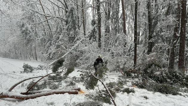 Rund 30 Fichten müssen entlang der B50 derzeit entfernt werden.