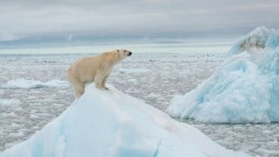Eisbären, Walrosse und Ringelrobben leiden unter der Klimakrise. 