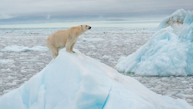 Eisbären, Walrosse und Ringelrobben leiden unter der Klimakrise.