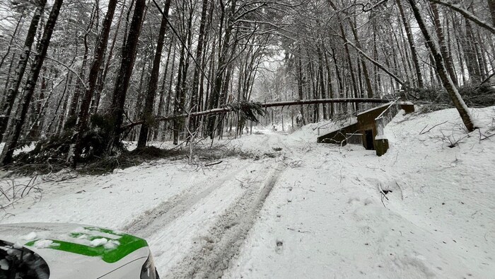 Bis zu 35.000 Haushalte gleichzeitig waren wegen umgestürzter Bäume ohne Strom.