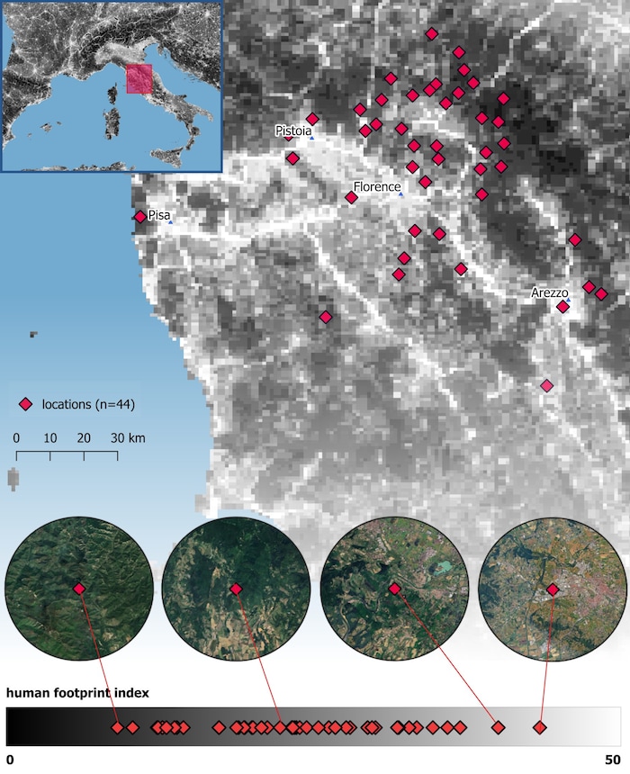 Wölfe (Canis lupus) siedeln sich zunehmend in von Menschen dominierten Landschaften an. Diese ...