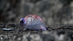 Die Behörden mahnen angesichts des gehäuften Auftretens der Seeblasen zu erhöhter Vorsicht. 