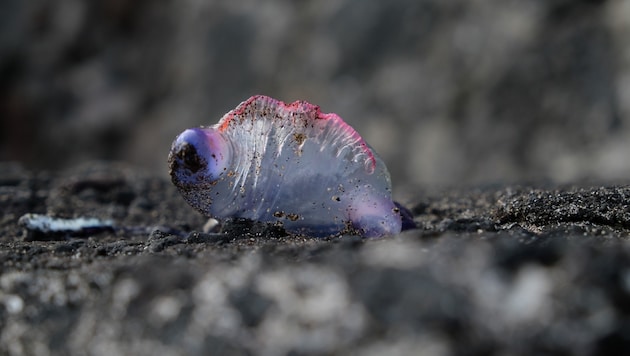 Die Behörden mahnen angesichts des gehäuften Auftretens der Seeblasen zu erhöhter Vorsicht.