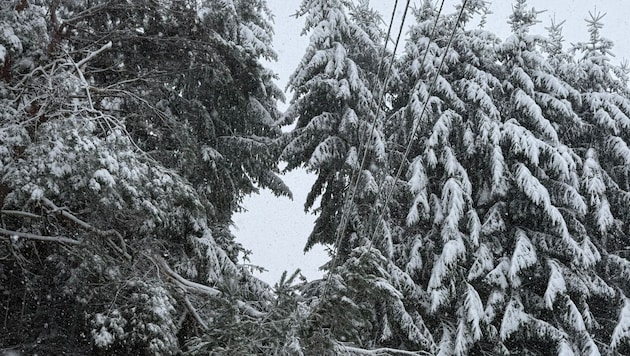 Stromleitungen von umgestürzten Bäumen niedergedrückt: Auf die Einsatzteams wartete ein hartes ...