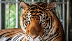 Dutzende Tiger zeigten laut Medienberichten Anfang Februar erste Krankheitssymptome.