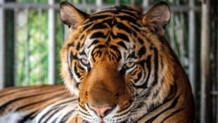 Dutzende Tiger zeigten laut Medienberichten Anfang Februar erste Krankheitssymptome.