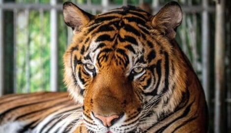 Dutzende Tiger zeigten laut Medienberichten Anfang Februar erste Krankheitssymptome.
