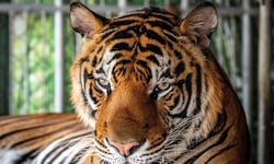 Dutzende Tiger zeigten laut Medienberichten Anfang Februar erste Krankheitssymptome.