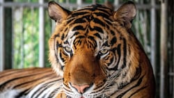 Dutzende Tiger zeigten laut Medienberichten Anfang Februar erste Krankheitssymptome.