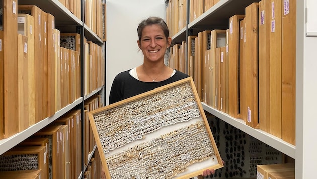Laura Waldner ist Leiterin der Abteilung Zoologie im kärnten.museum. Die Expertin dokumentiert ...
