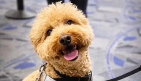 Der kleine Vierbeiner hatte am Harry-Reid-Airport in Las Vegas ein traumatisches Erlebnis.